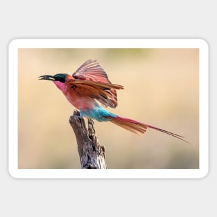 Carmine Bee-eater, Botswana Sticker